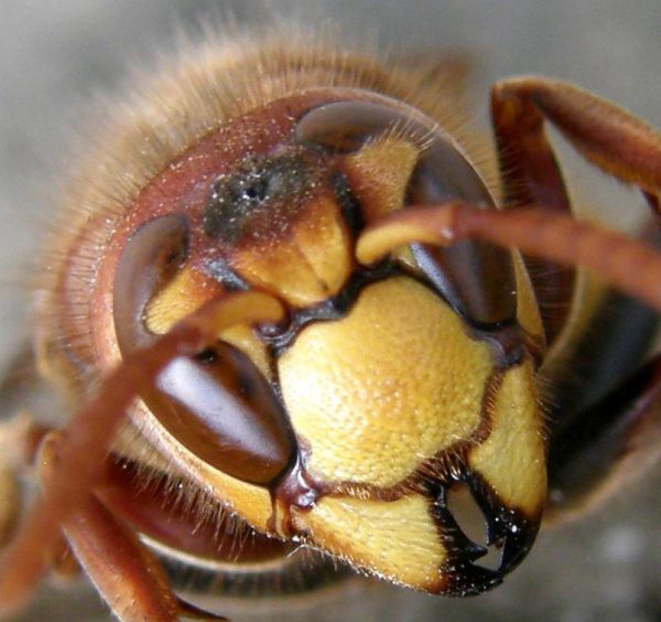 Если шершни нападут на человека, то они укусят его и впрыснут яд, который приведет к серьёзной аллергической реакции. Укусы шершней куда болезненнее, чем пчел или ос.
