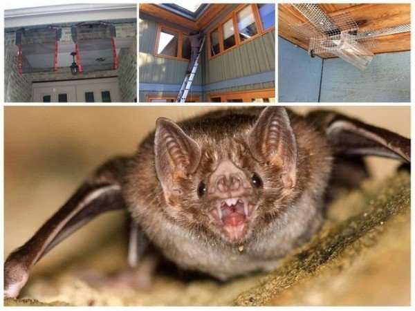 10 способов вывести летучих мышей из-под крыши