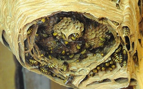 Подобно родственным видам ос, шершни организуют гнезда для воспроизведения потомства