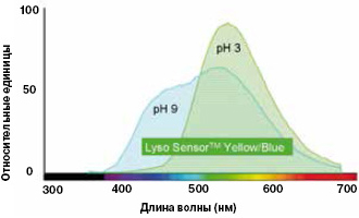 Рис. 3. Спектры флуоресценции Lyso SensorTM Yellow/Blue («Molecular Probes») при рН 3 и 9. При изменении кислотности среды меняются и максимум флуоресценции, и общая форма спектра. Изображение с сайта www.lifetechnologies.com
