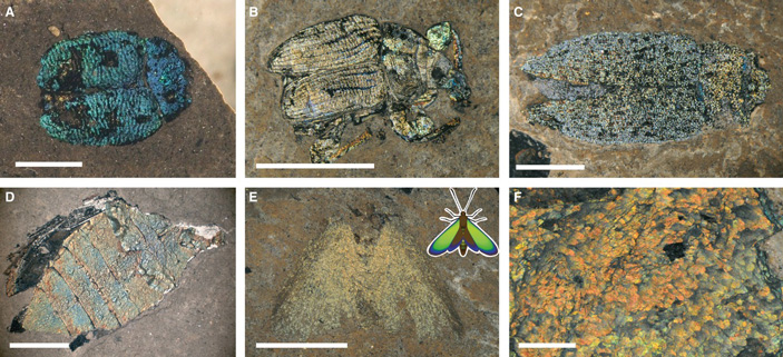 Рис. 2. Ископаемые насекомые из Германии с сохранившейся структурной окраской