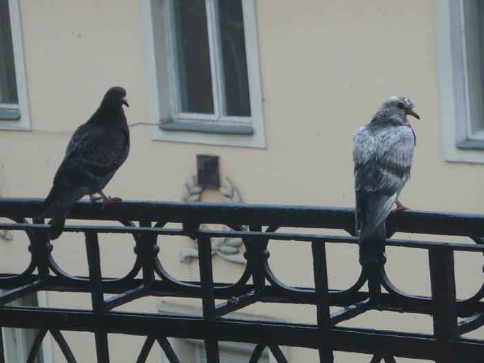 чем балкон привлекает голубя