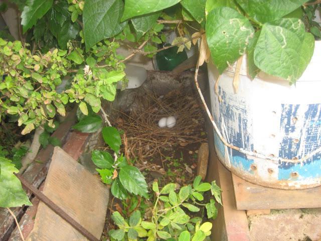 голубь свил гнездо на балконе