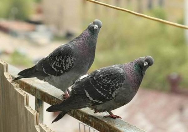 Не оставляйте на открытом пространстве еду - так меньше шансов на то, что голуби попадут на ваш балкон