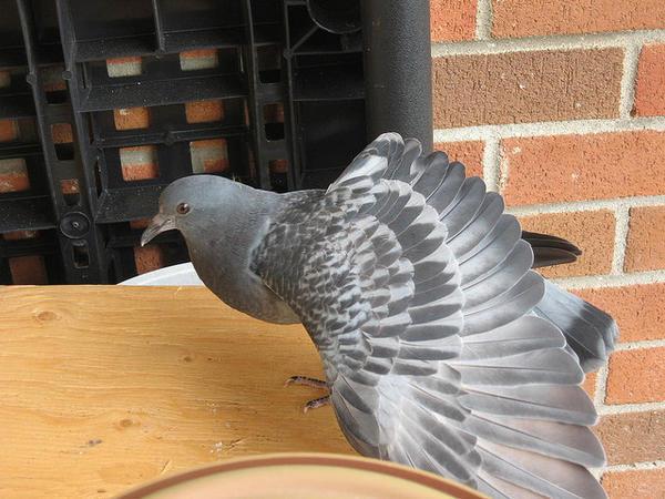 Не допустить голубей на балкон можно различными методами