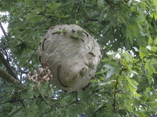Гнездо шершней на дереве