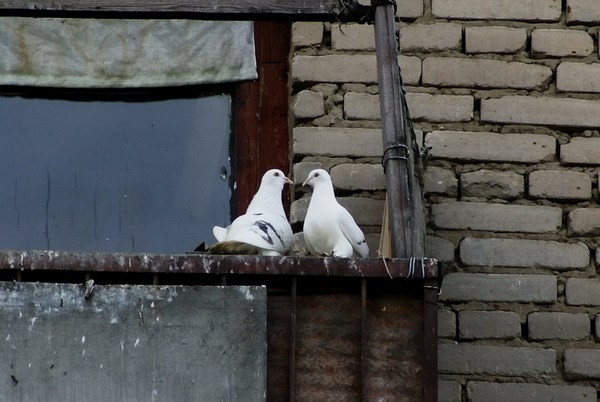 Как избавиться от голубей на балконе: простые способы
