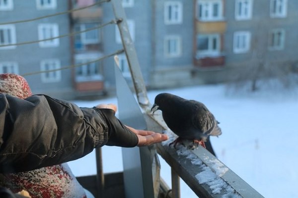 Как избавиться от голубей на балконе: простые способы