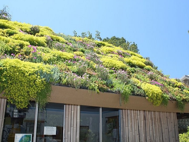 Цветник - озеленение крыши