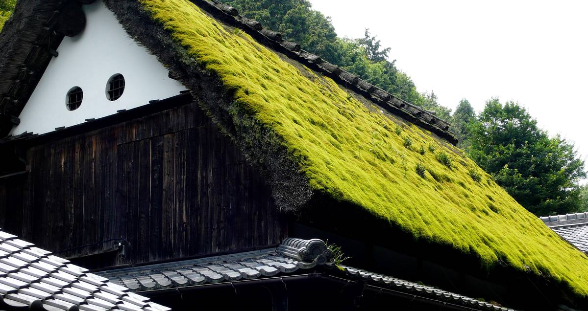 зеленая крыша скатного озеленения