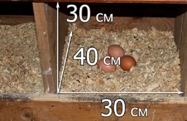 Размер гнезда для несушки