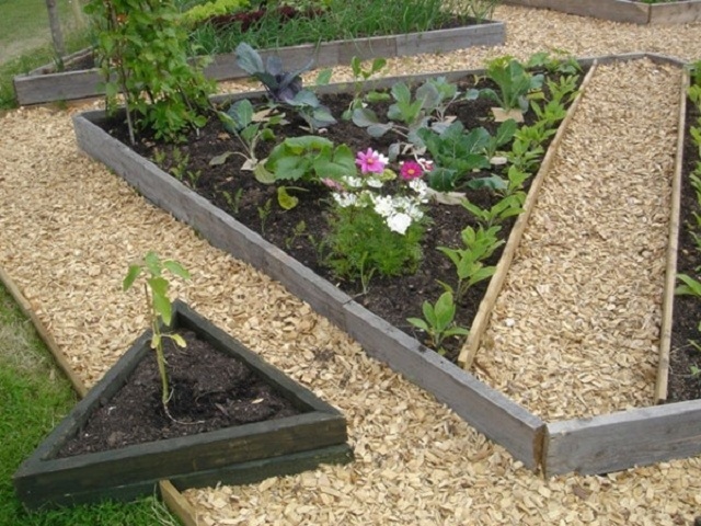 Дорожки между грядками, засыпанные слоем деревянной стружки