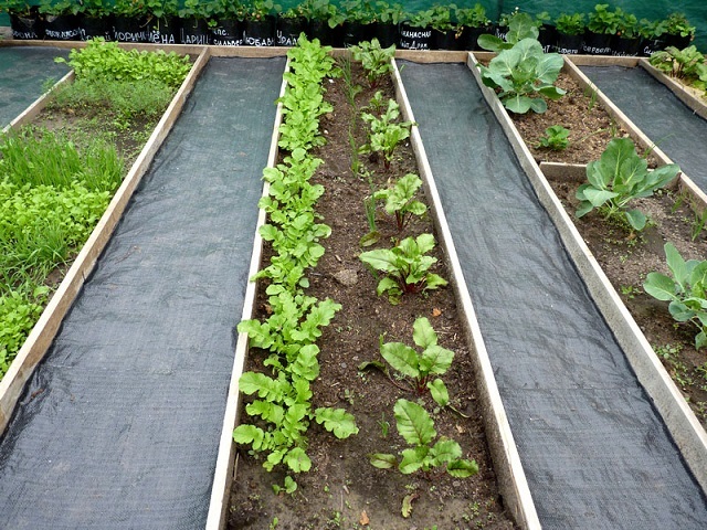 В качестве непрозрачного покрытия использован геотекстиль черного цвета