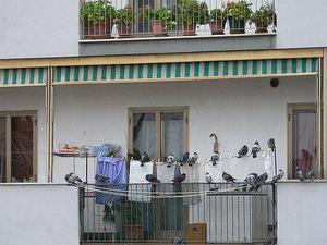 Как защитить крышу балкона от голубей